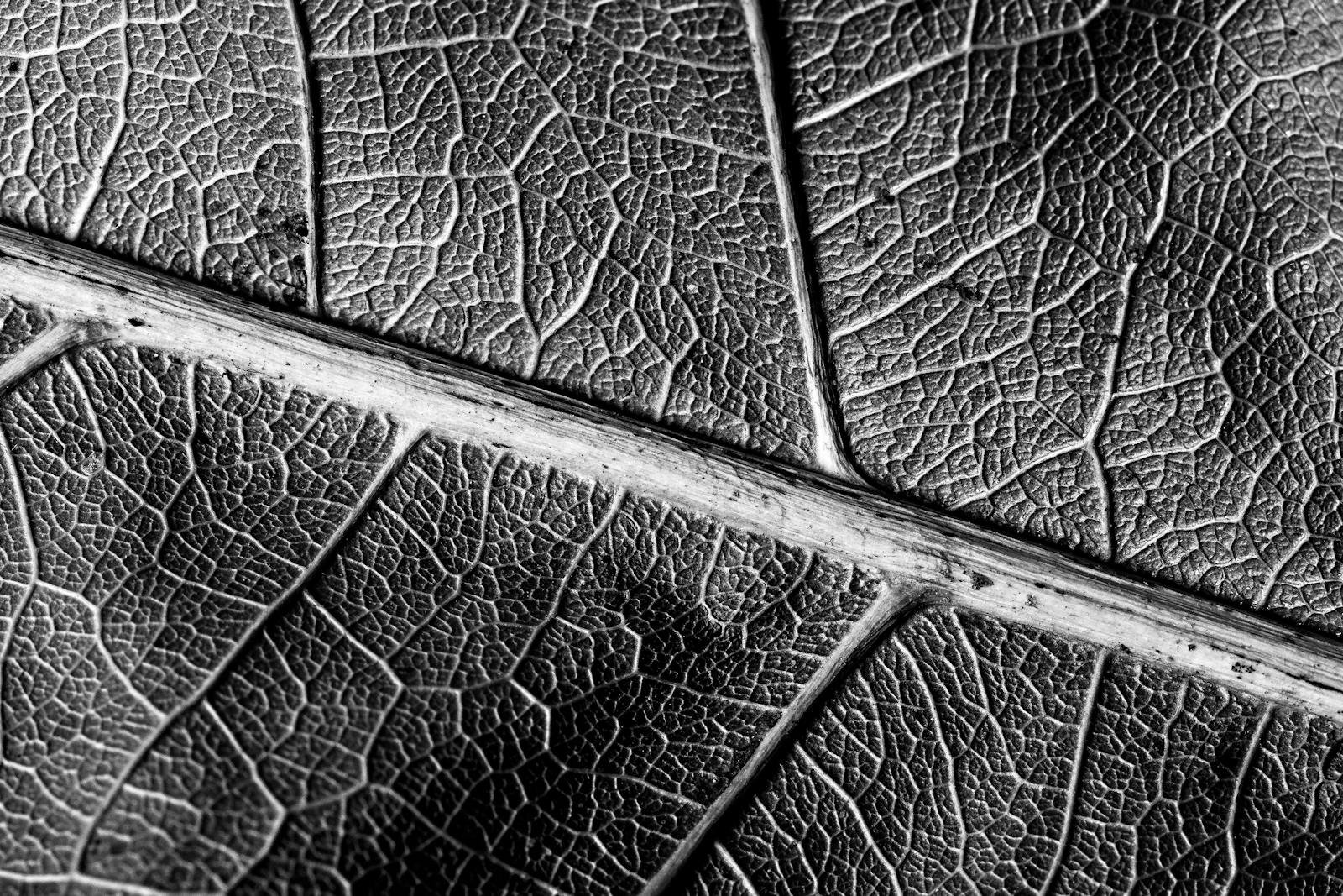 Black and white close-up of a leaf showing detailed veins and texture.